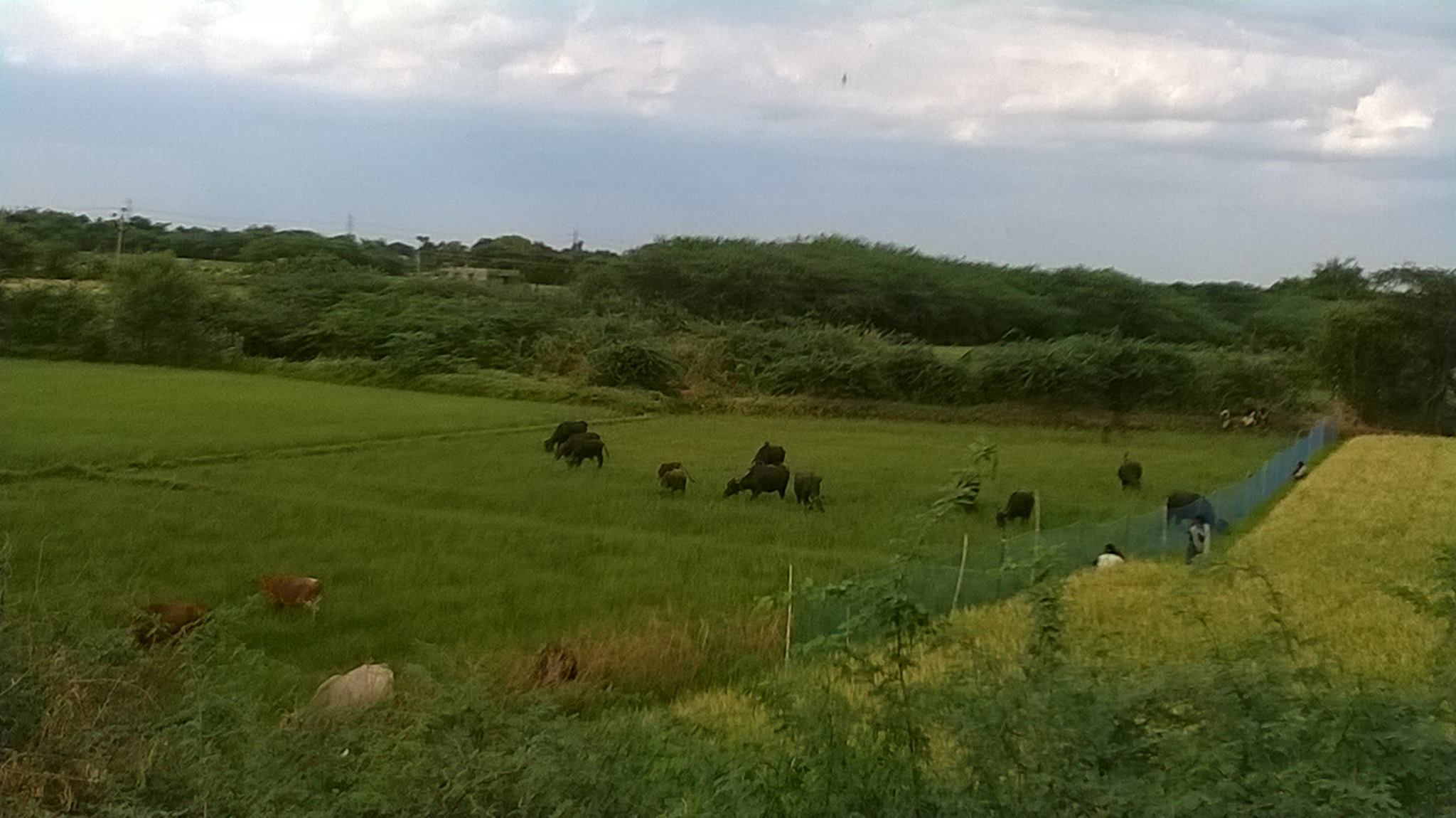 Raising livestock in Tamil Nadu
